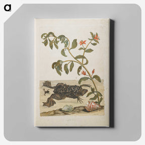 1-57_Maria-Sibylla-Merian_canvas