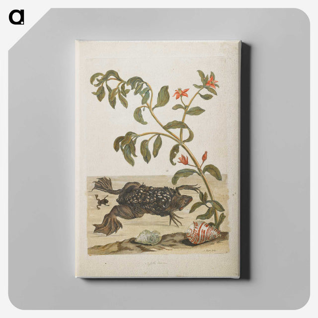 1-57_Maria-Sibylla-Merian_canvas