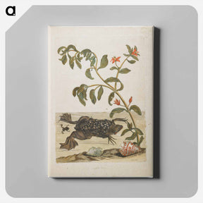 アートパネル-Plate 59
 - マリア ジビーラ メーリアン Canvas.