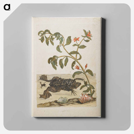 アートパネル-Plate 59
 - マリア ジビーラ メーリアン Canvas.