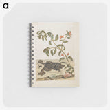 1-57_Maria-Sibylla-Merian_memo