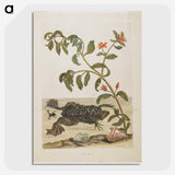 1-57_Maria-Sibylla-Merian_picture-crop