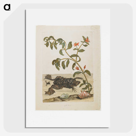 1-57_Maria-Sibylla-Merian_picture