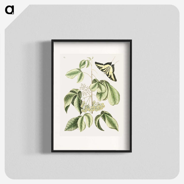 1-57_Mark-Catesby_blk