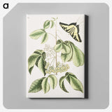 1-57_Mark-Catesby_canvas