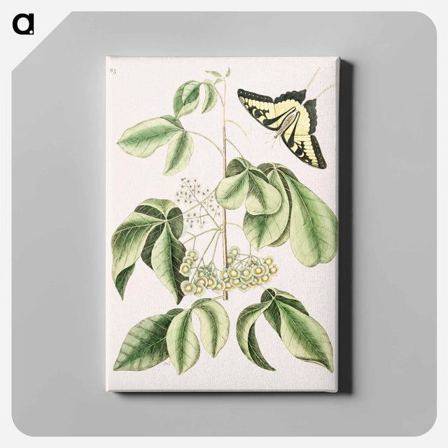 アートパネル-Swallowtail
 - マーク ケイツビー Canvas.