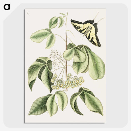 1-57_Mark-Catesby_picture-crop