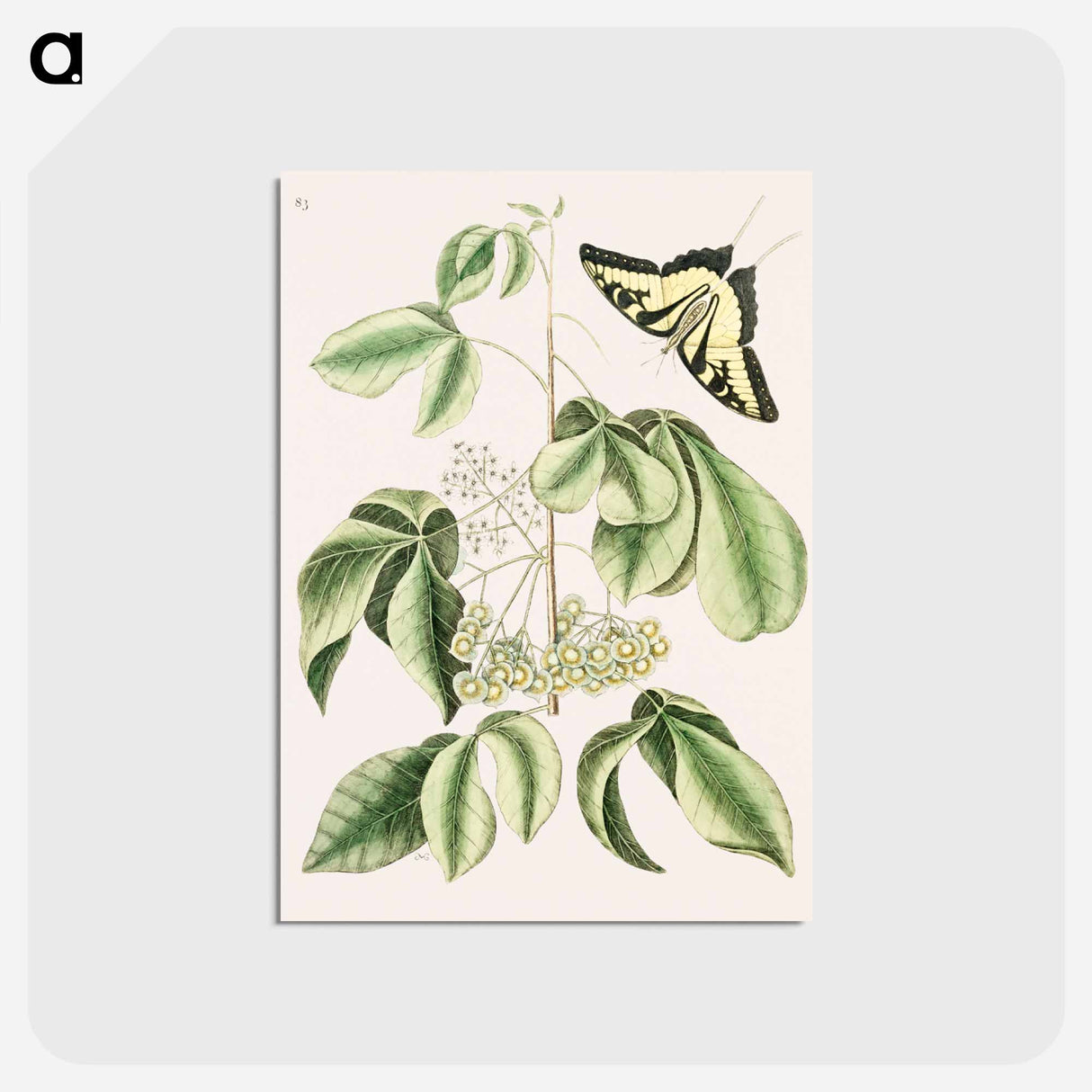 アートポストカード-Swallowtail
 - マーク ケイツビー Postcard.