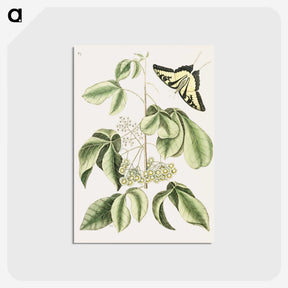 1-57_Mark-Catesby_postcard