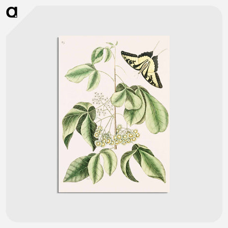 アートポストカード-Swallowtail
 - マーク ケイツビー Postcard.