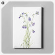 1-57_Mary-Vaux-Walcott_canvas