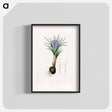 アートポスター-Saffron Crocus Illustration
 - 薬用植物学 Poster.