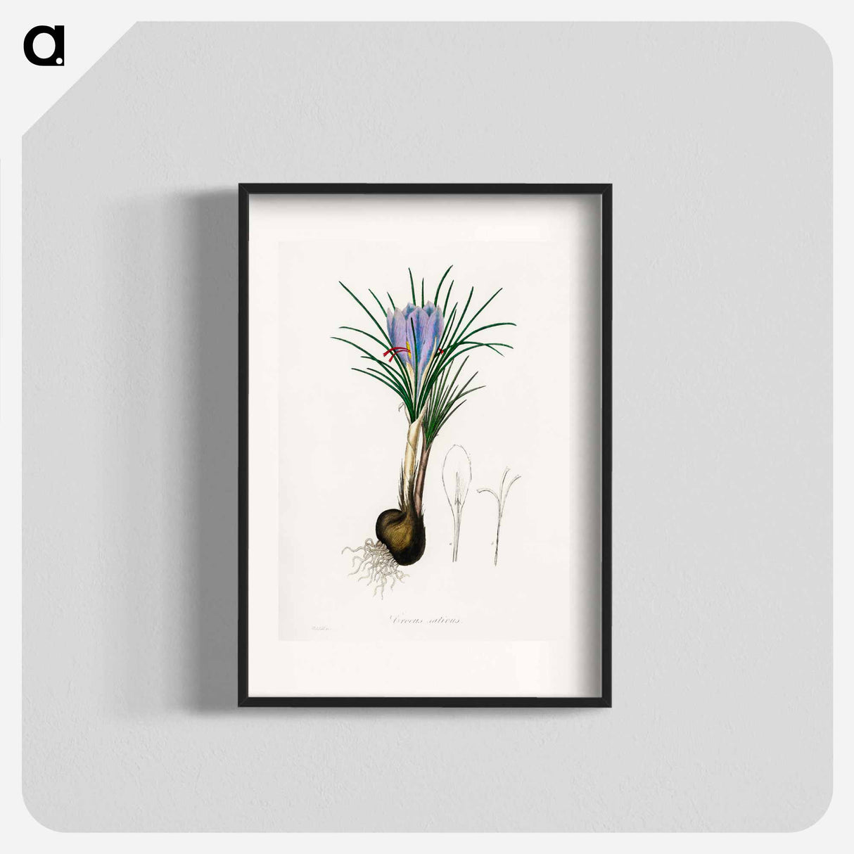 アートポスター-Saffron Crocus Illustration
 - 薬用植物学 Poster.