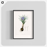 アートポスター-Saffron Crocus Illustration
 - 薬用植物学 Poster.