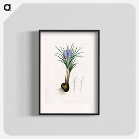 アートポスター-Saffron Crocus Illustration
 - 薬用植物学 Poster.