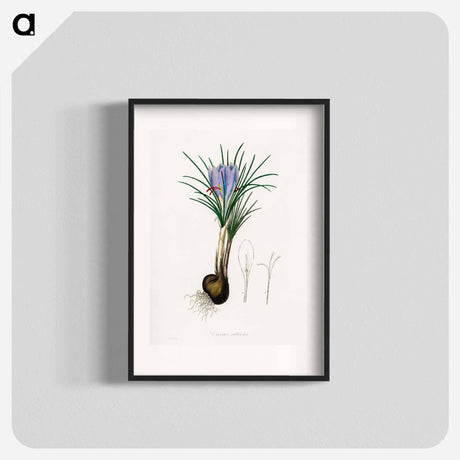 アートポスター-Saffron Crocus Illustration
 - 薬用植物学 Poster.