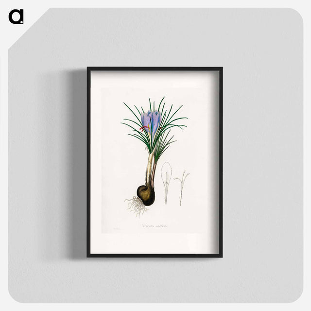 アートポスター-Saffron Crocus Illustration
 - 薬用植物学 Poster.