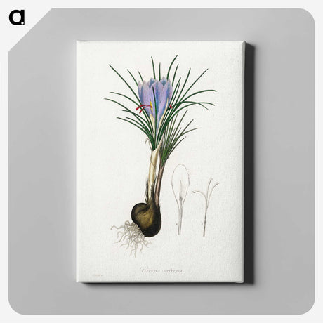 1-57_Medical-Botany_canvas