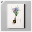 アートパネル-Saffron Crocus Illustration
 - 薬用植物学 Canvas.
