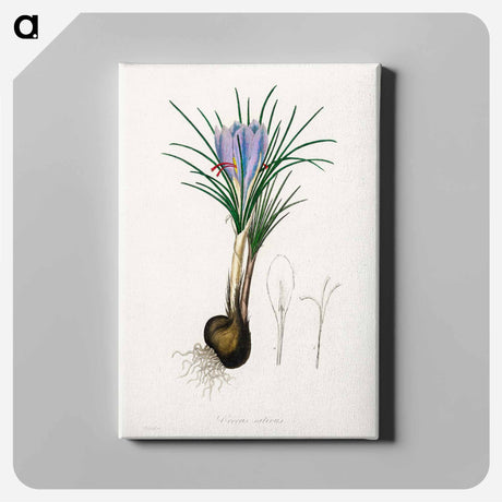 アートパネル-Saffron Crocus Illustration
 - 薬用植物学 Canvas.
