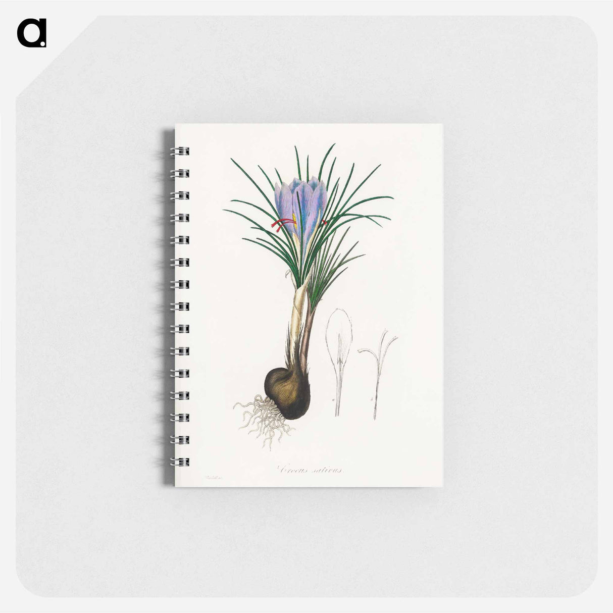 アートメモ帳-Saffron Crocus Illustration
 - 薬用植物学 Memo.