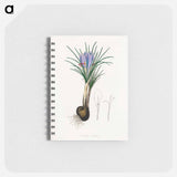 アートメモ帳-Saffron Crocus Illustration
 - 薬用植物学 Memo.