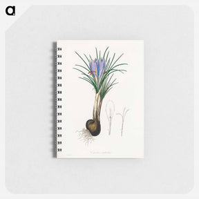 アートメモ帳-Saffron Crocus Illustration
 - 薬用植物学 Memo.