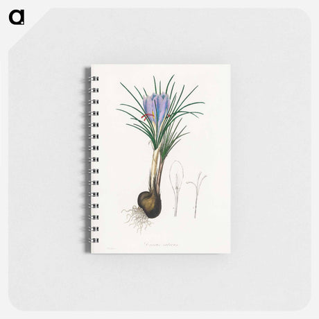 アートメモ帳-Saffron Crocus Illustration
 - 薬用植物学 Memo.