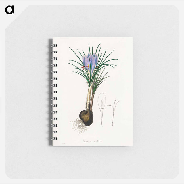 アートメモ帳-Saffron Crocus Illustration
 - 薬用植物学 Memo.