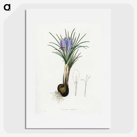 1-57_Medical-Botany_picture