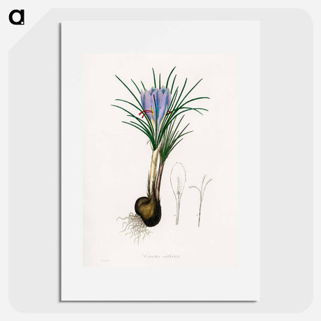 アートポスター-Saffron Crocus Illustration
 - 薬用植物学 Poster.