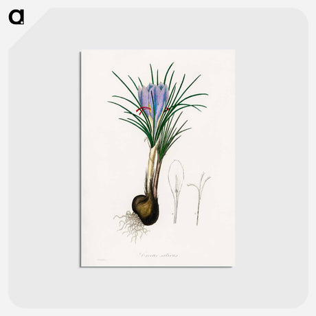 アートポストカード-Saffron Crocus Illustration
 - 薬用植物学 Postcard.