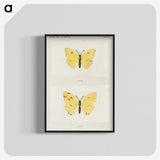 1-57_Moths-and-Butterflies-of-the-United-States_blk-crop