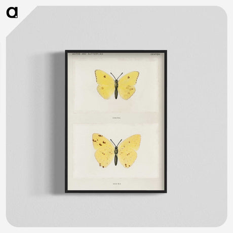 1-57_Moths-and-Butterflies-of-the-United-States_blk-crop
