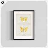 1-57_Moths-and-Butterflies-of-the-United-States_blk