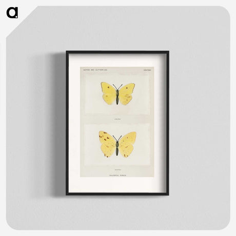 1-57_Moths-and-Butterflies-of-the-United-States_blk