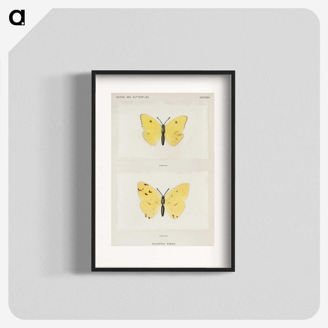 1-57_Moths-and-Butterflies-of-the-United-States_blk