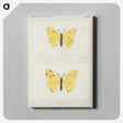 1-57_Moths-and-Butterflies-of-the-United-States_canvas