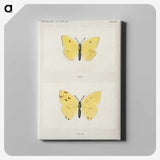 1-57_Moths-and-Butterflies-of-the-United-States_canvas