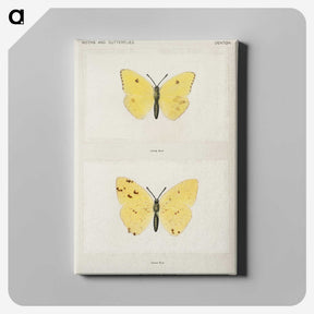 1-57_Moths-and-Butterflies-of-the-United-States_canvas
