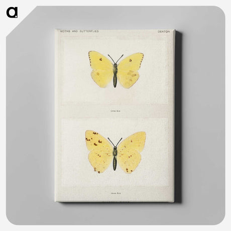 1-57_Moths-and-Butterflies-of-the-United-States_canvas