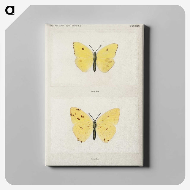 1-57_Moths-and-Butterflies-of-the-United-States_canvas