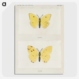 1-57_Moths-and-Butterflies-of-the-United-States_picture-crop