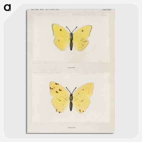 1-57_Moths-and-Butterflies-of-the-United-States_picture-crop