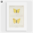 1-57_Moths-and-Butterflies-of-the-United-States_picture