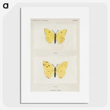 1-57_Moths-and-Butterflies-of-the-United-States_picture