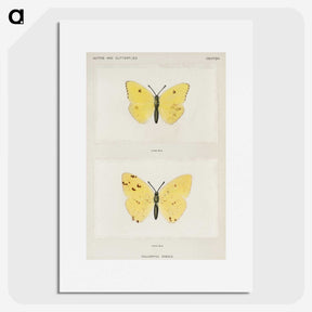 1-57_Moths-and-Butterflies-of-the-United-States_picture