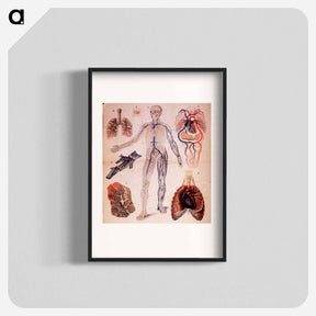 アートポスター-The Veins & Lungs
 - 国立医学図書館 Poster.