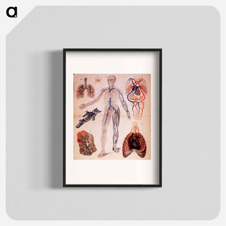 アートポスター-The Veins & Lungs
 - 国立医学図書館 Poster.