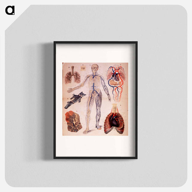アートポスター-The Veins & Lungs
 - 国立医学図書館 Poster.